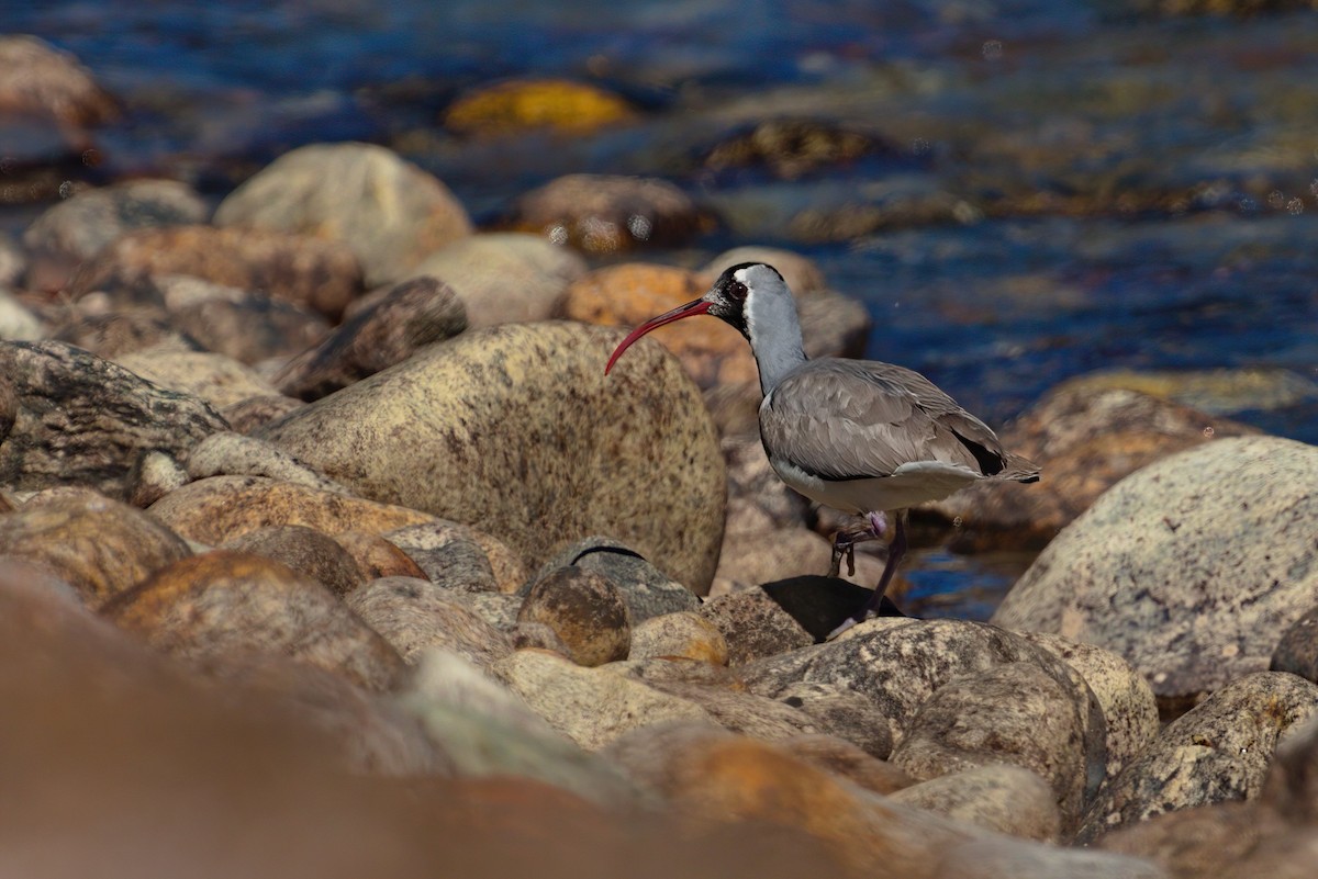 Ibisbill - ML629445125