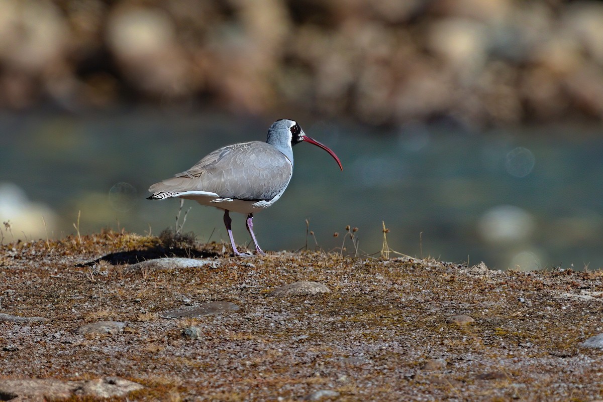 Ibisbill - ML629445127