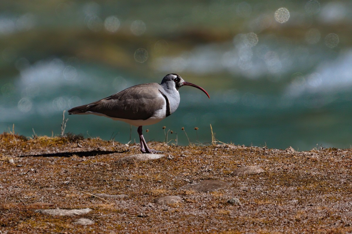 Ibisbill - ML629445128