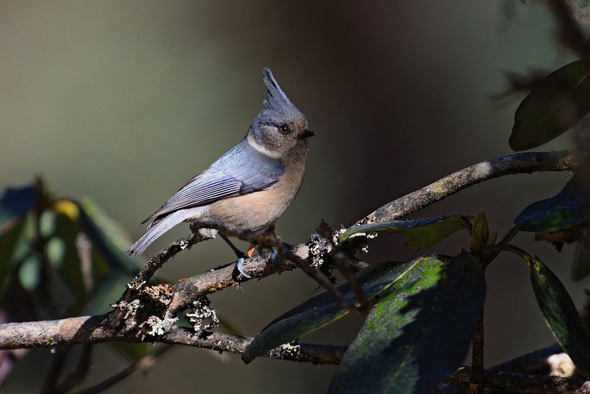 Gray-crested Tit - ML629445172