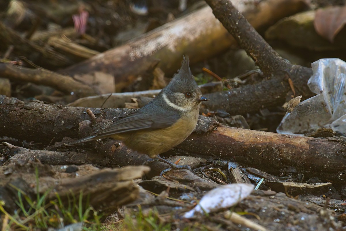 Gray-crested Tit - ML629445173