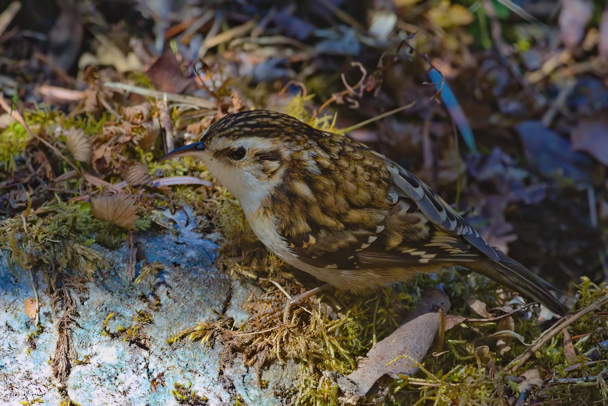 Hodgson's Treecreeper - ML629445205