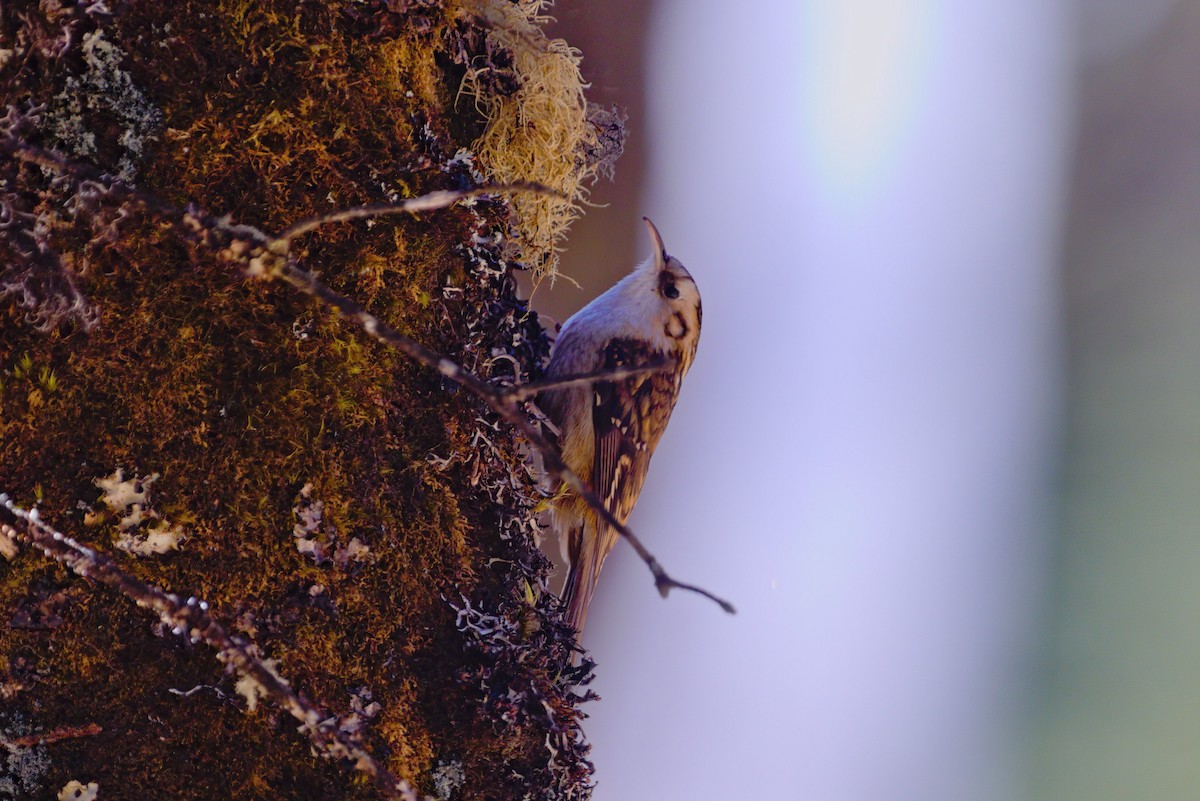 Hodgson's Treecreeper - ML629445206