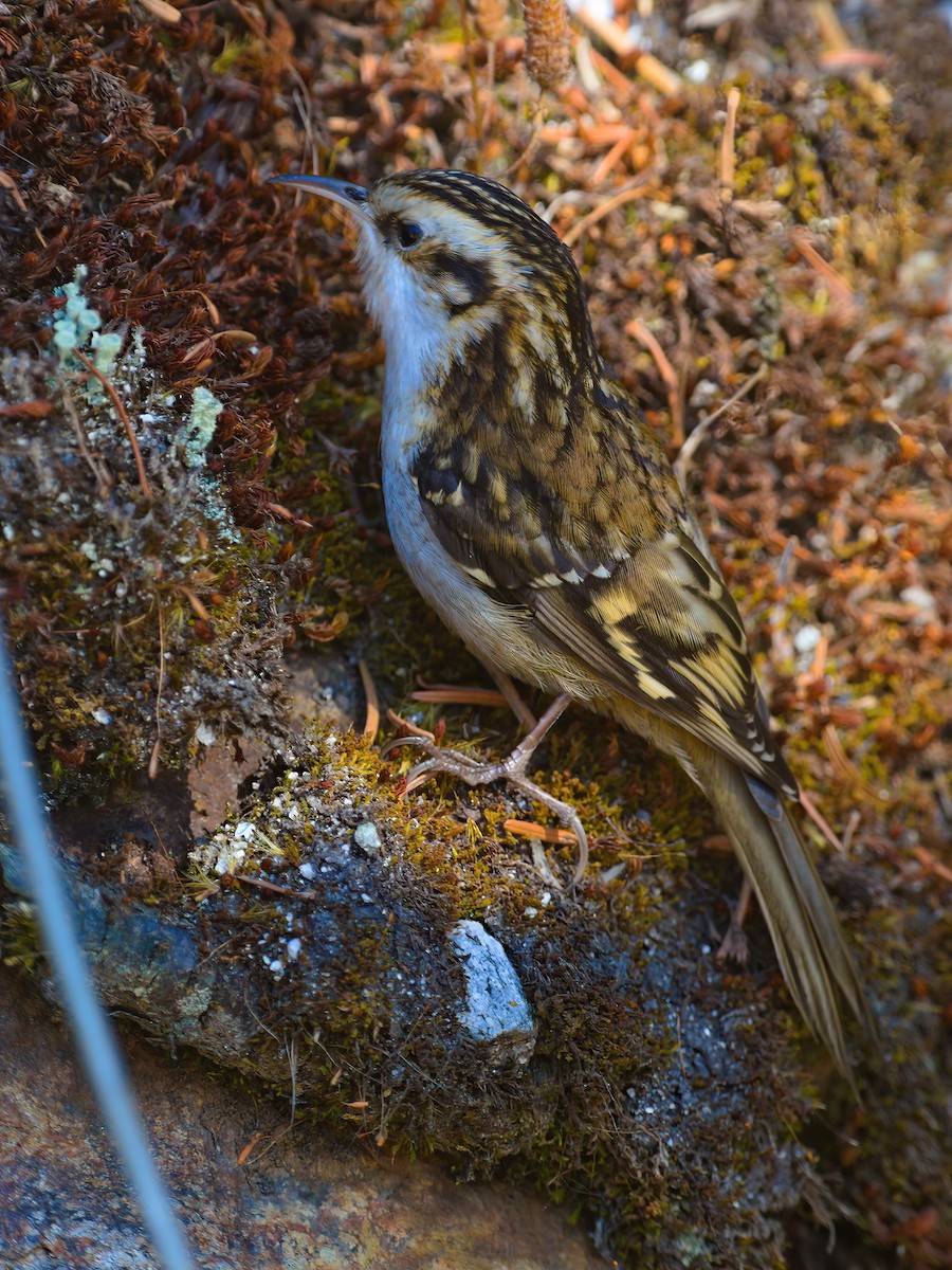Hodgson's Treecreeper - ML629445207