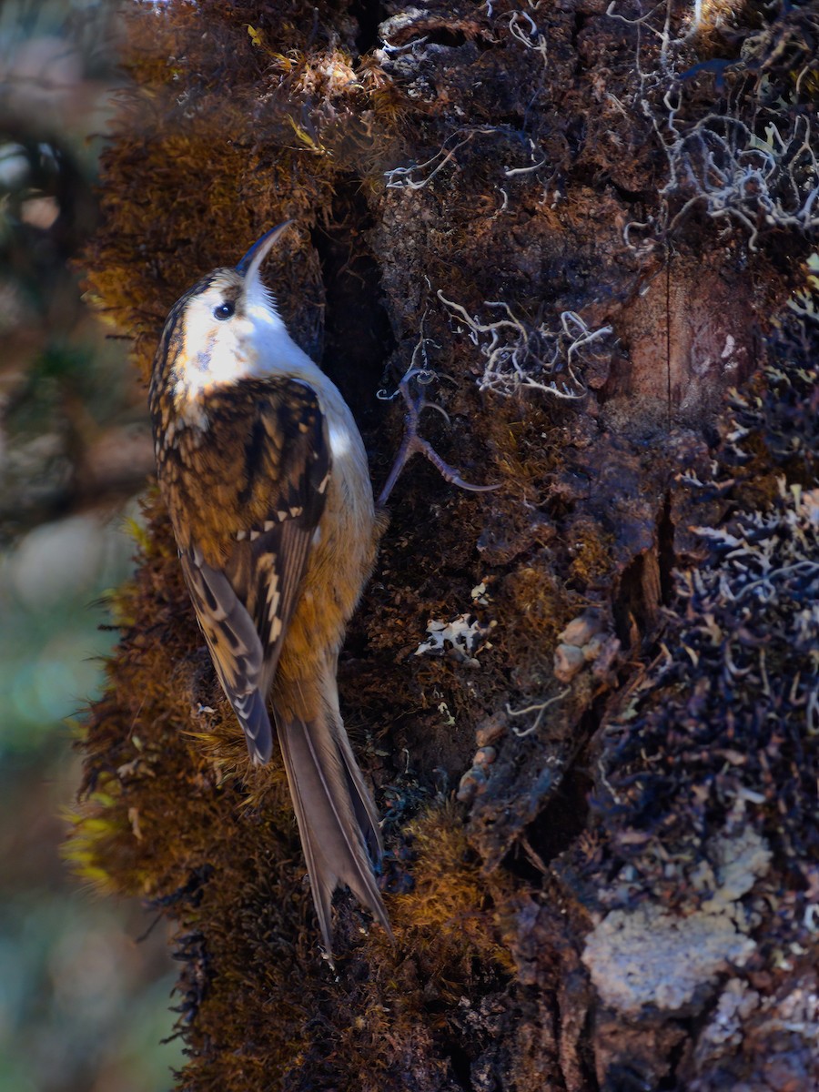 Hodgson's Treecreeper - ML629445208