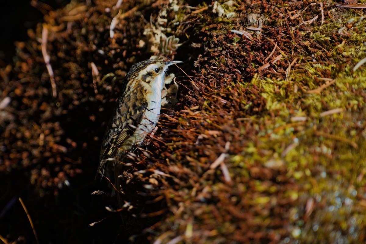 Hodgson's Treecreeper - ML629445209