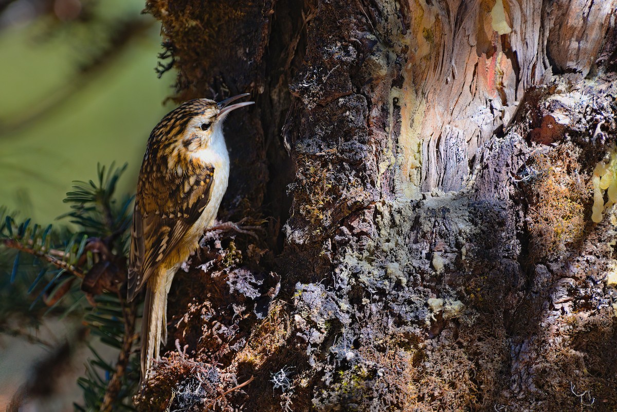Hodgson's Treecreeper - ML629445210