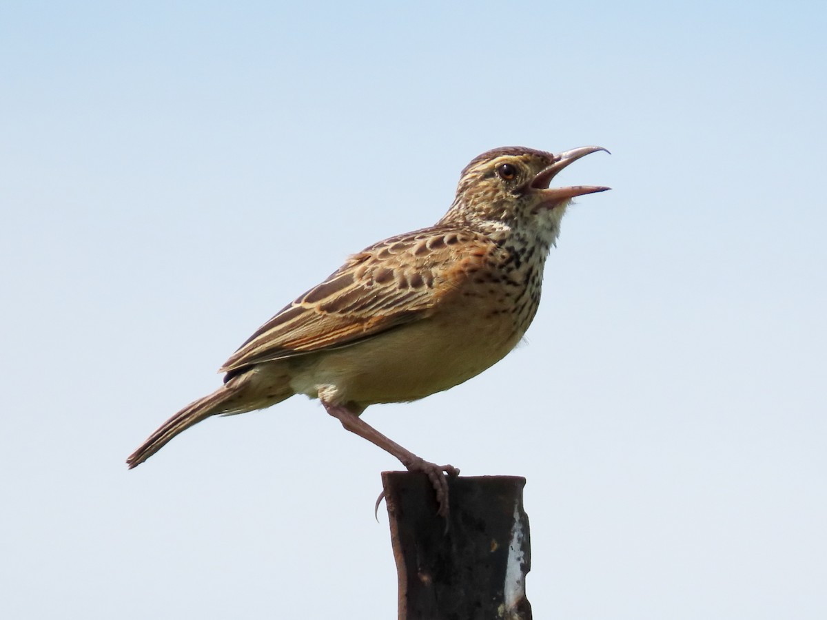 Rufous-naped Lark (Rufous-naped) - ML629445545