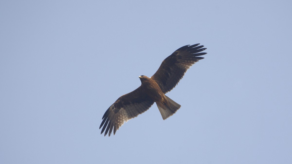 Booted Eagle - ML629445780