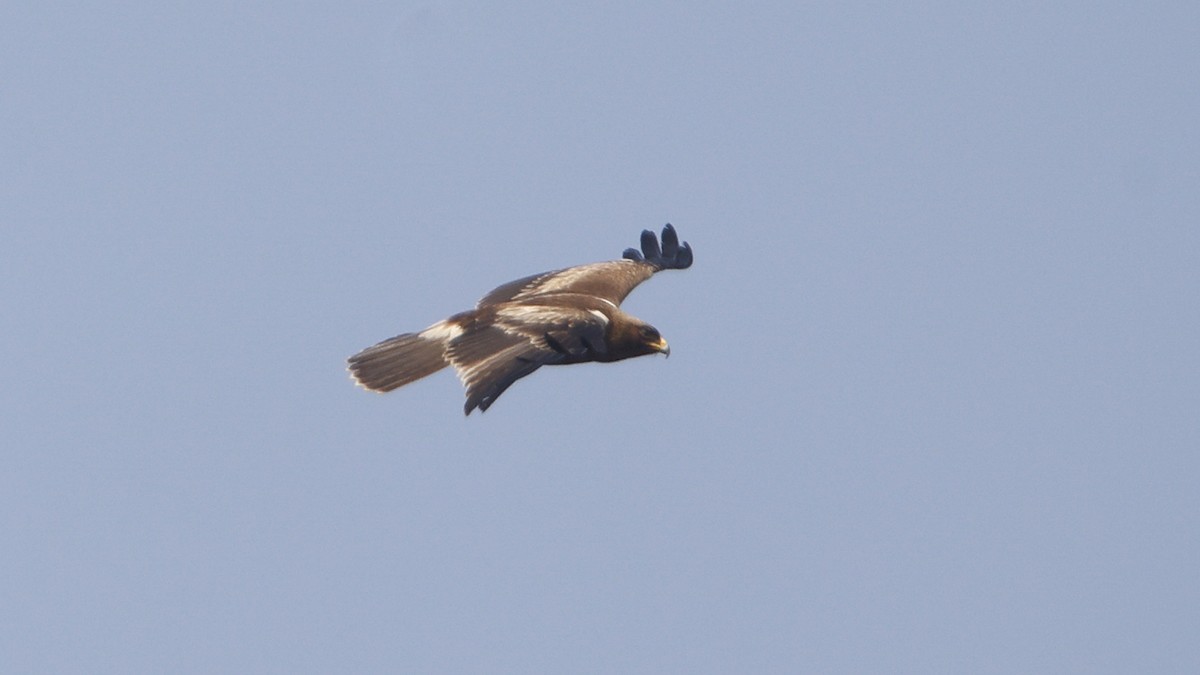 Booted Eagle - ML629445829