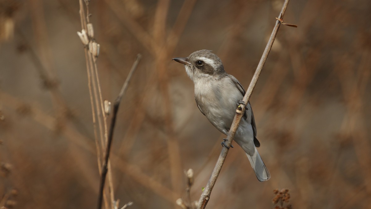 Common Woodshrike - ML629445871