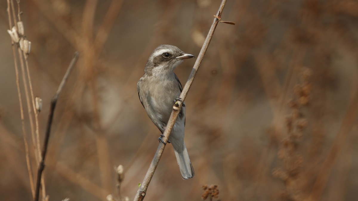 Common Woodshrike - ML629445873