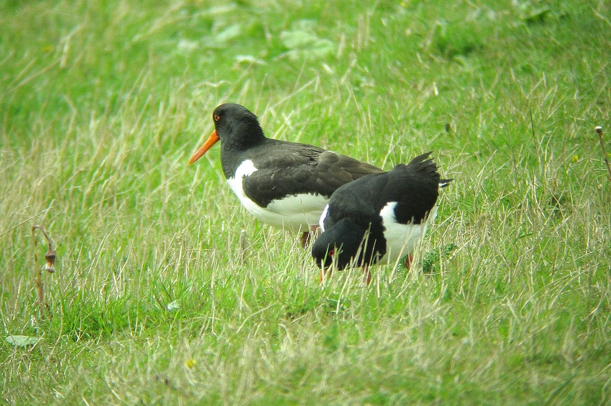 Алаг хясаач - ML629446148