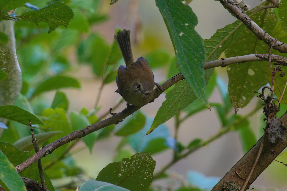Hume's Bush Warbler - ML629446312