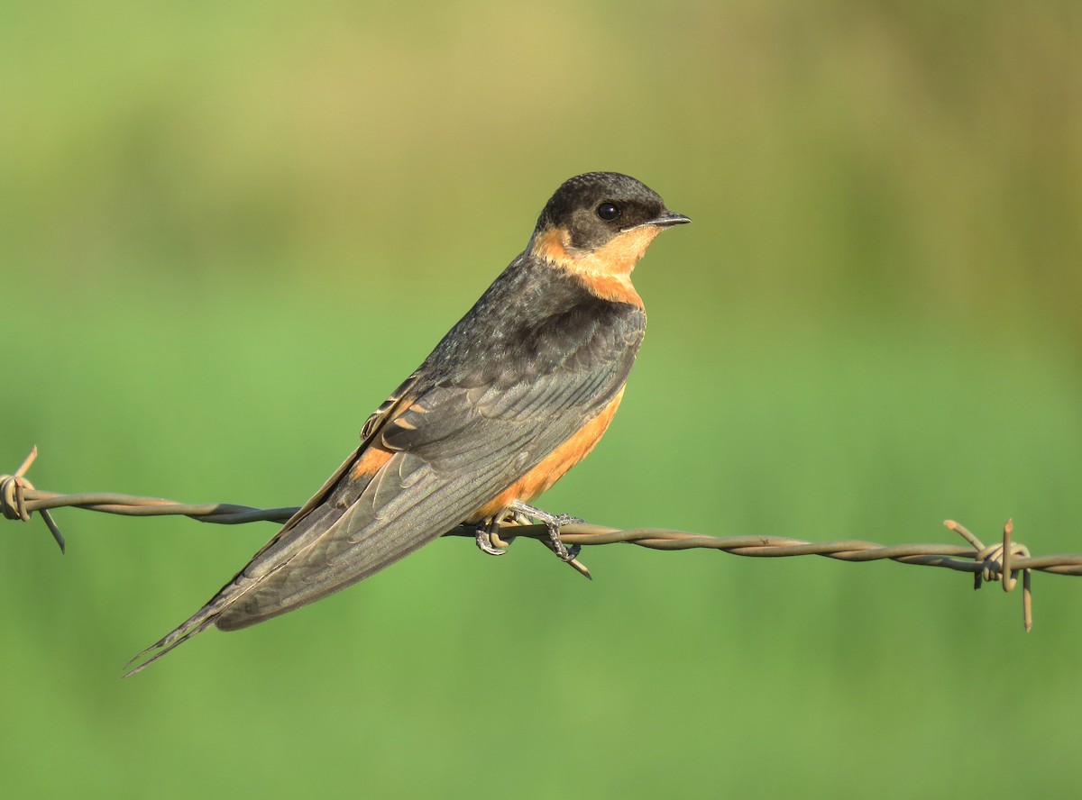 Hirondelle à ventre roux - ML629446831