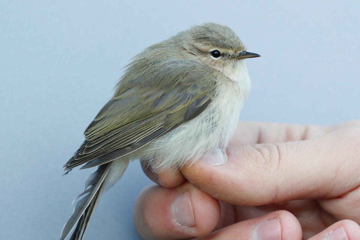Common Chiffchaff (Siberian) - ML629446896