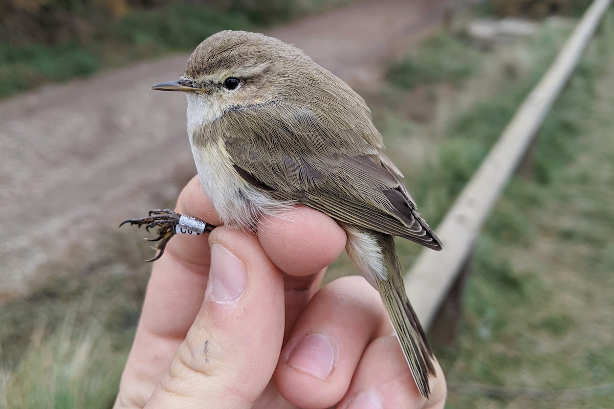 Common Chiffchaff (Siberian) - ML629447333