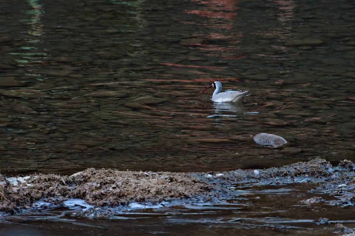 Ibisbill - ML629447340