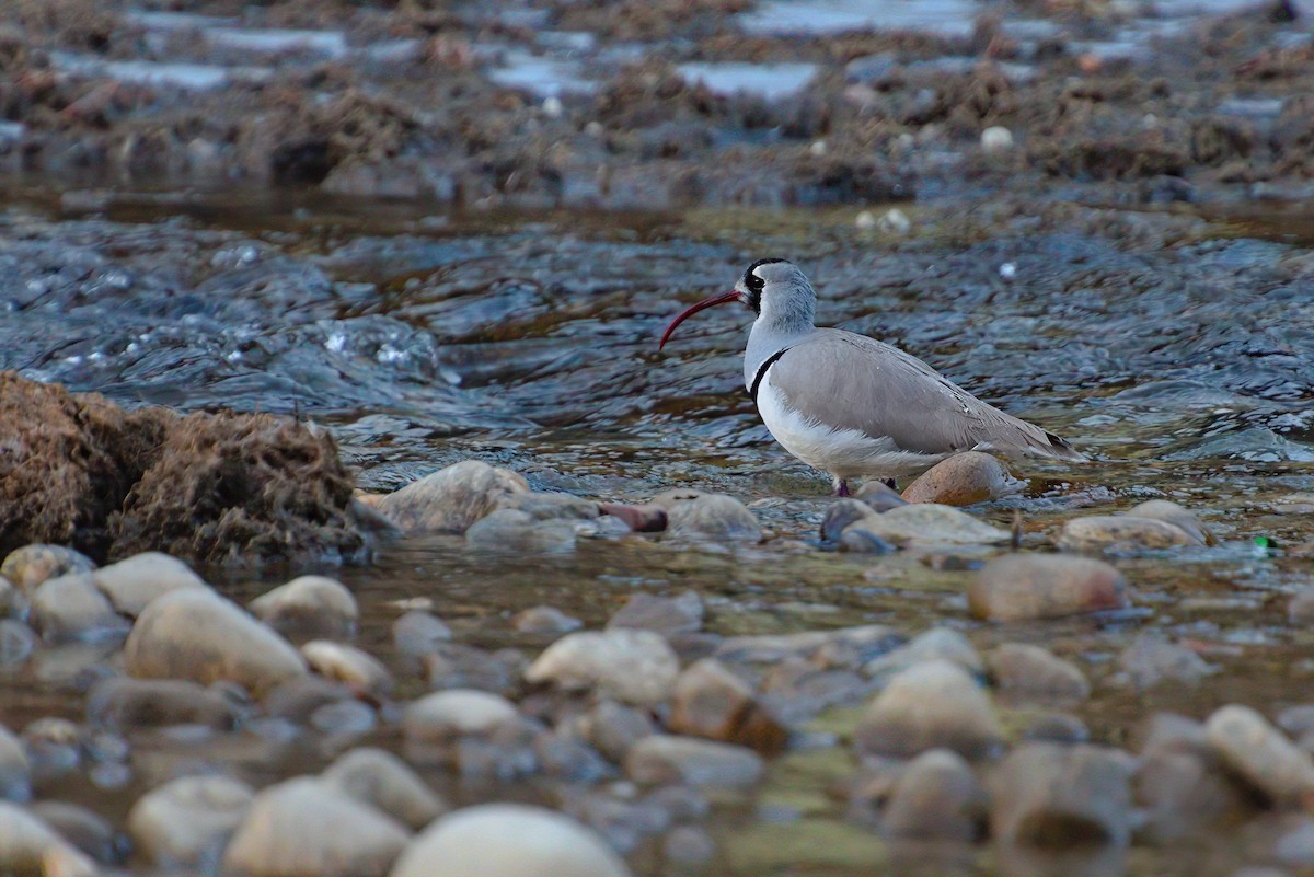 Ibisbill - ML629447341