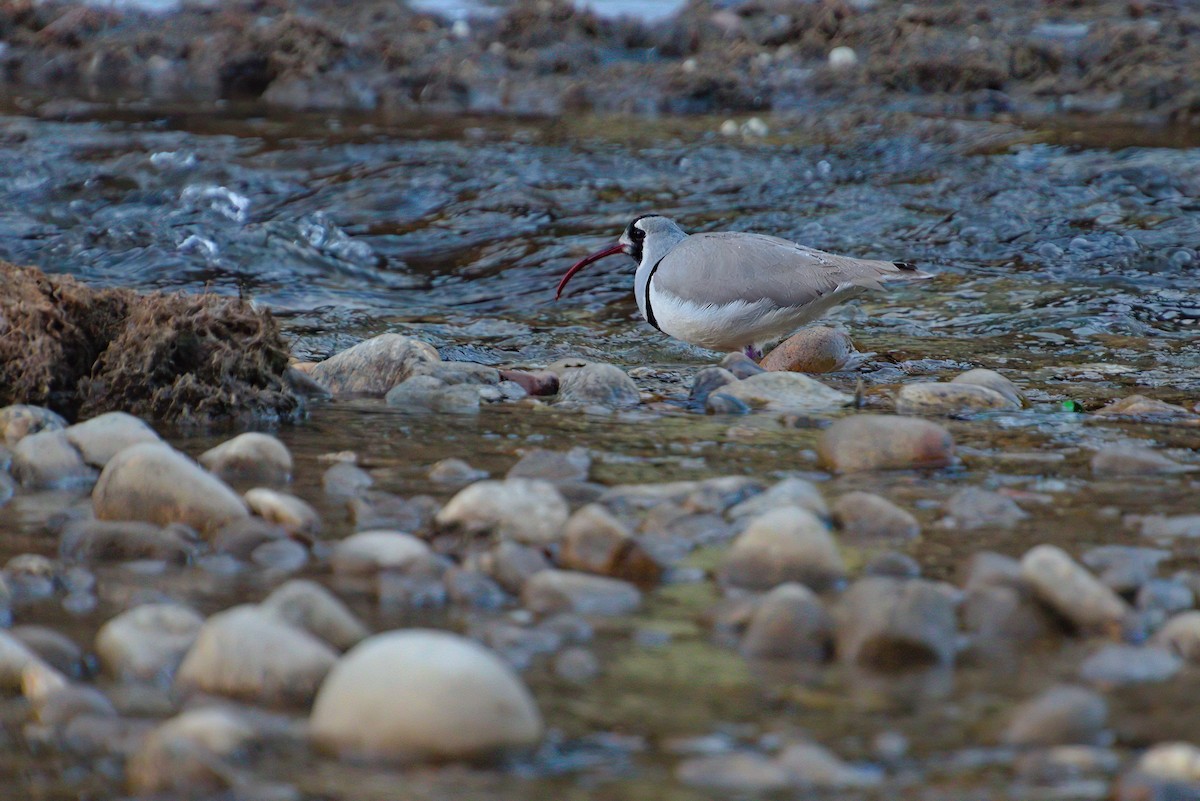 Ibisbill - ML629447342