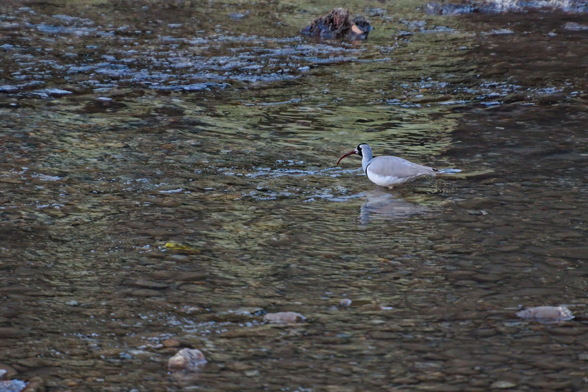 Ibisbill - ML629447343
