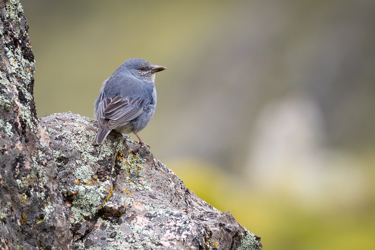Boulder Finch - ML629447412