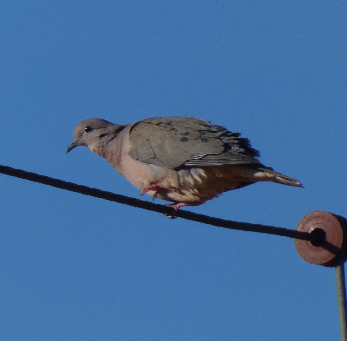 Eared Dove - ML629447485