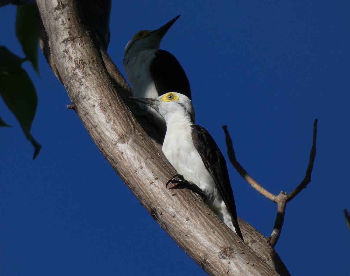 White Woodpecker - ML629447486