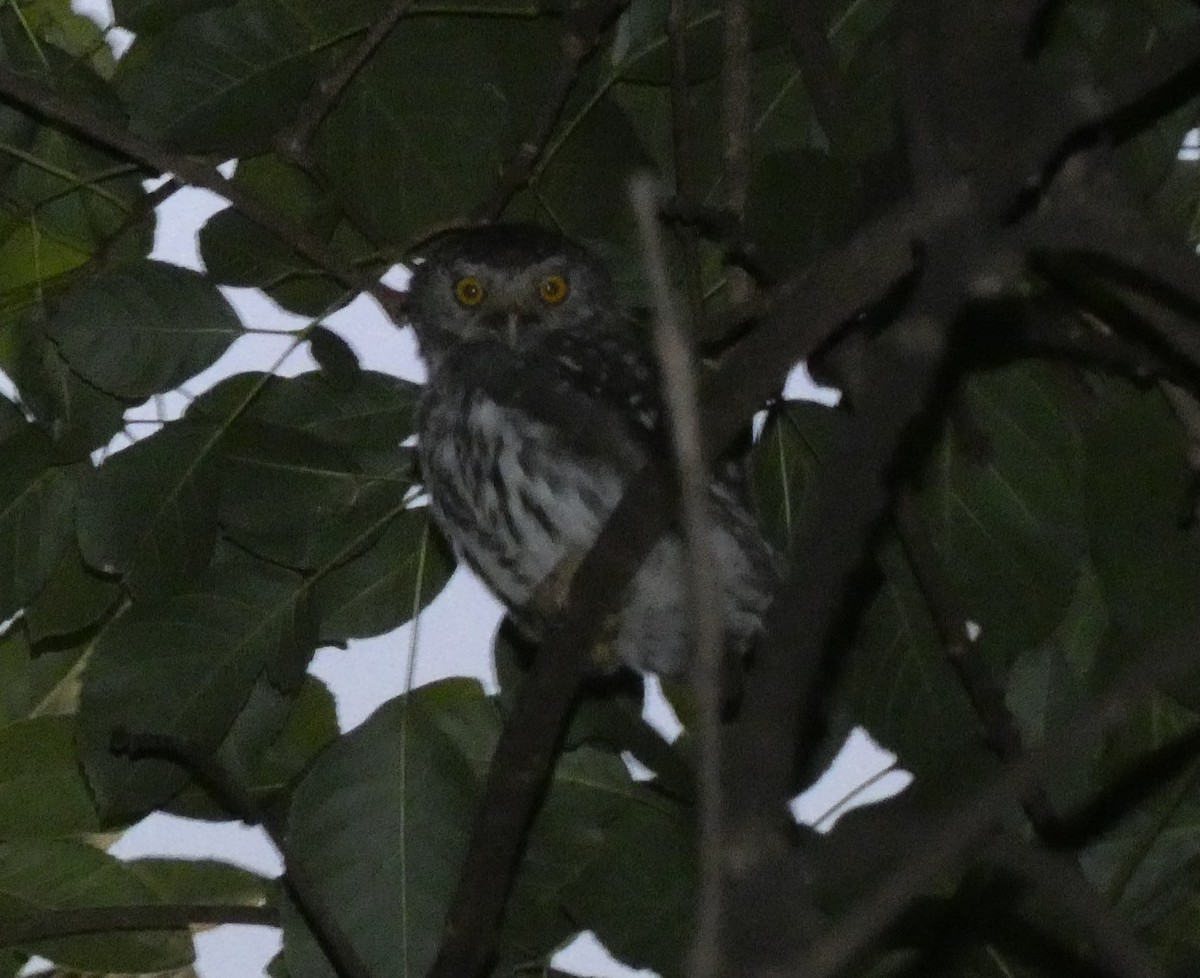 Ferruginous Pygmy-Owl - ML629447493
