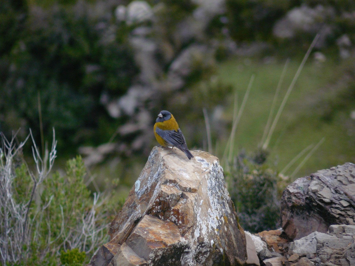 Peruvian Sierra Finch - ML629447520