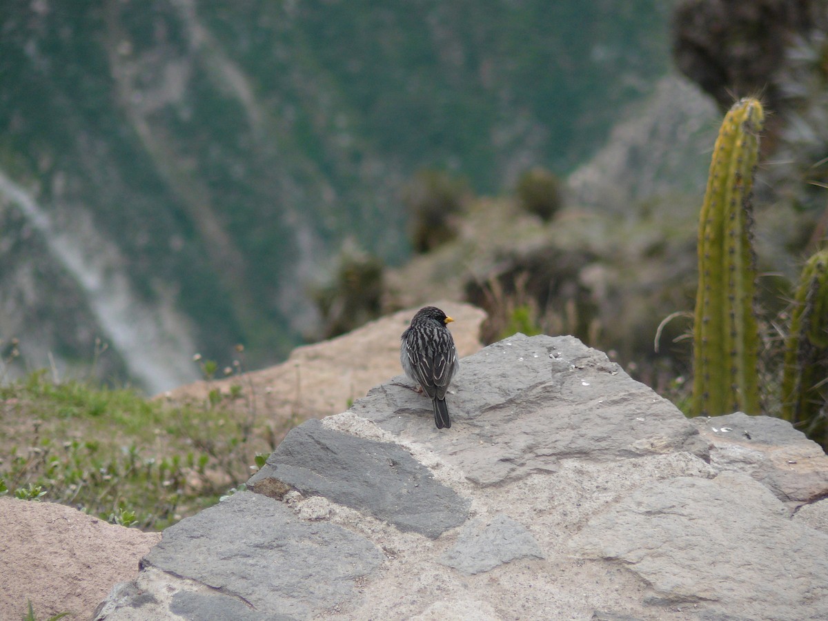 Mourning Sierra Finch - ML629447581