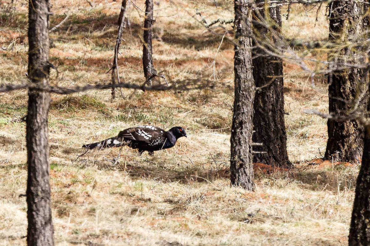 Black-billed Capercaillie - ML629447650
