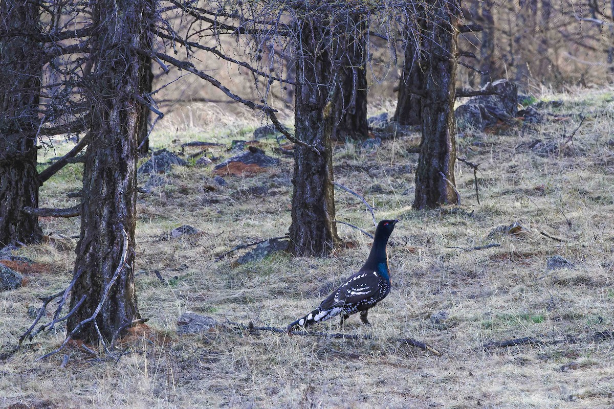 Black-billed Capercaillie - ML629447651