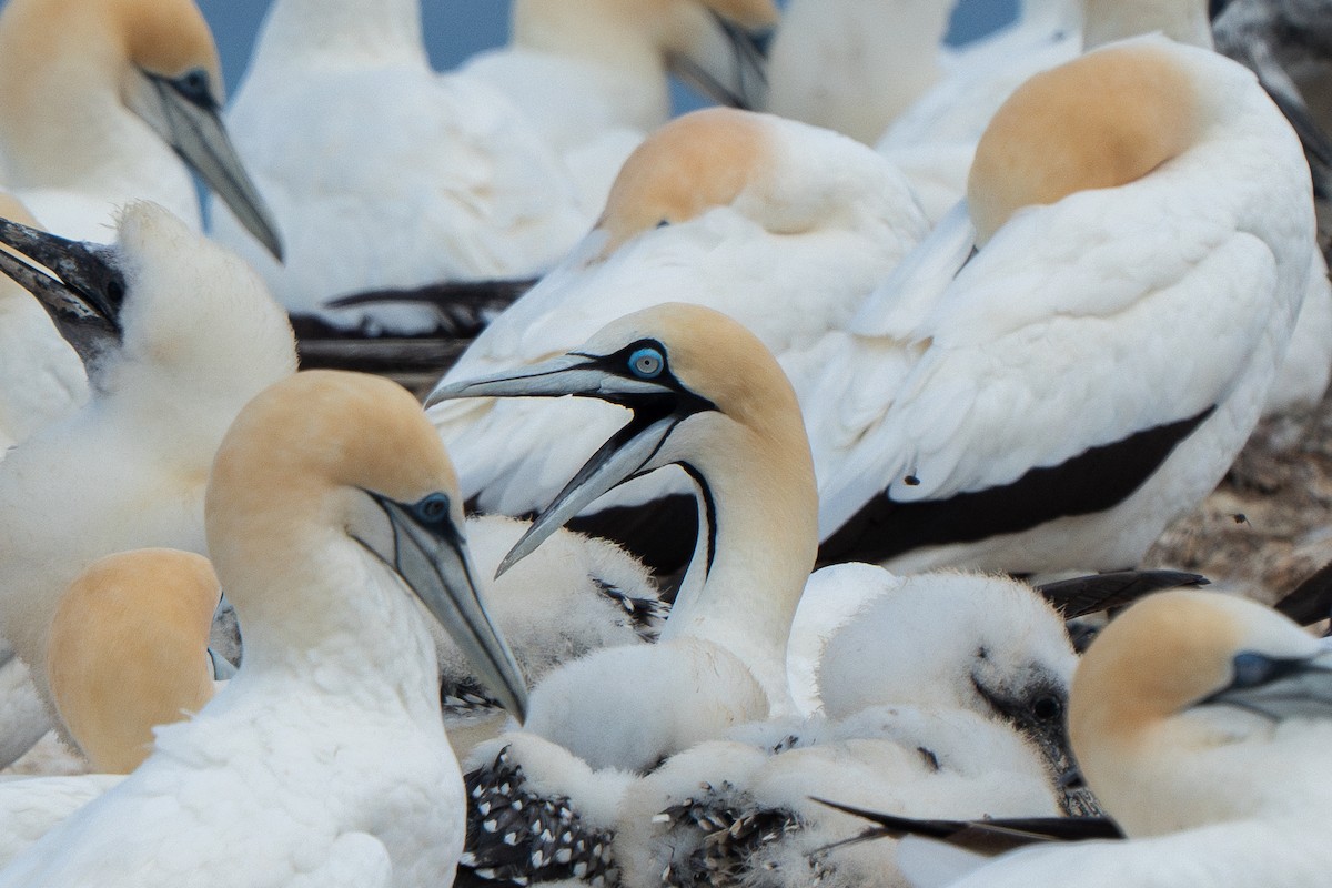 Cape Gannet - ML629447667