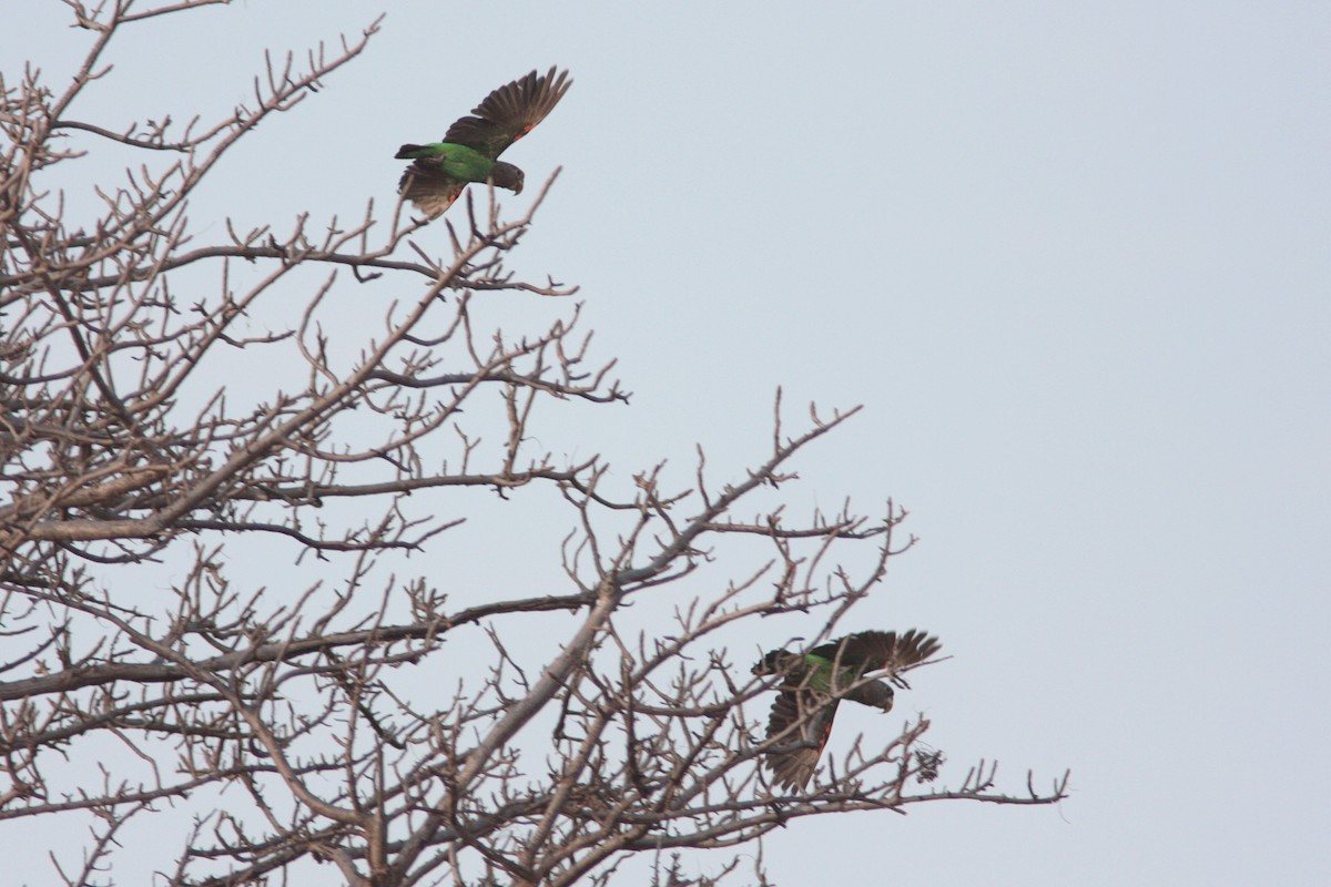 Brown-necked Parrot - ML629447758
