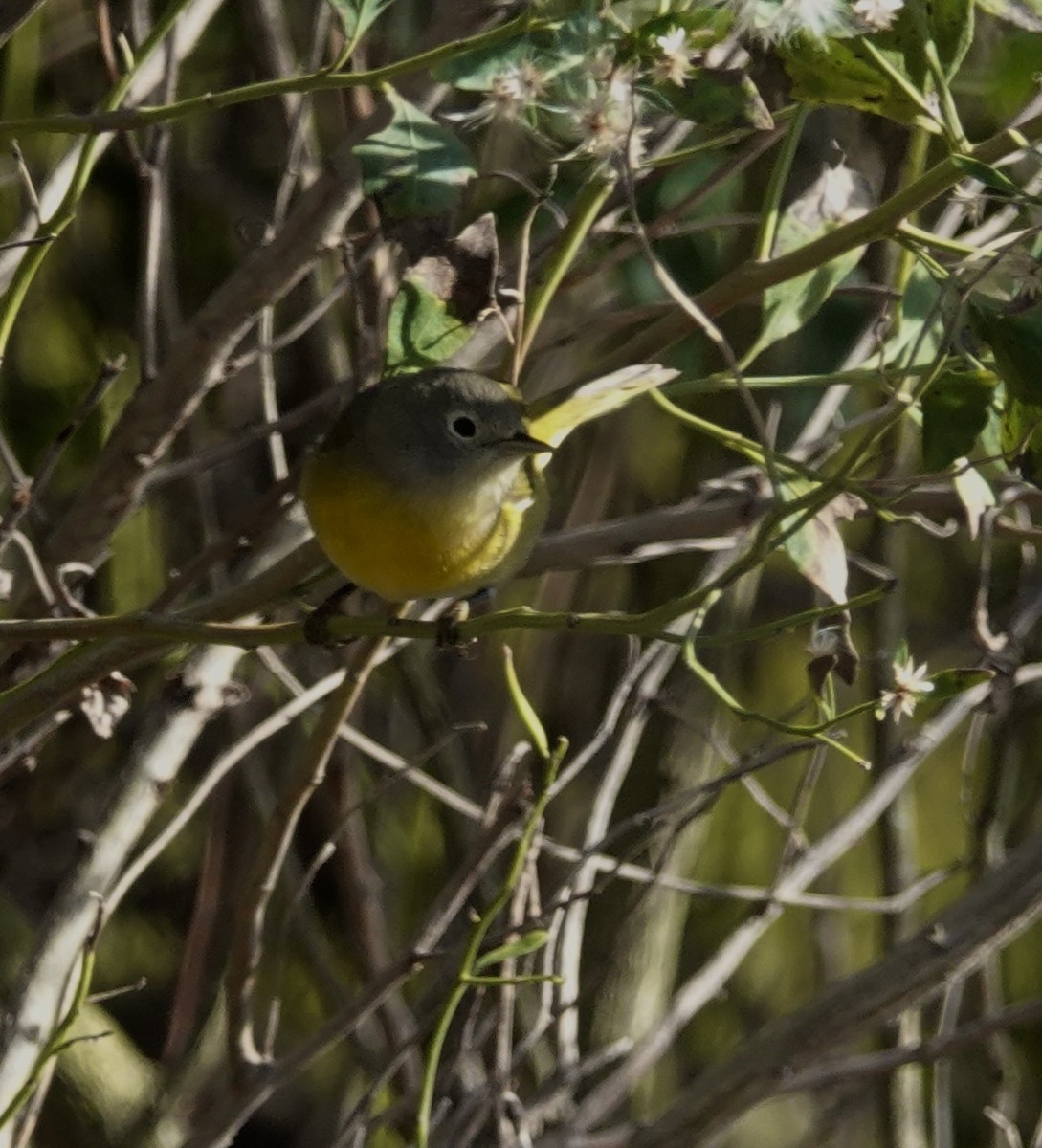 Nashville Warbler - ML629448321