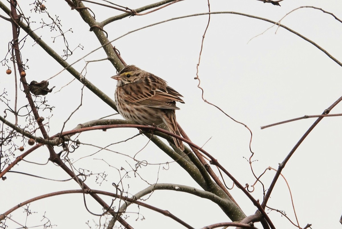 Savannah Sparrow - ML629448449
