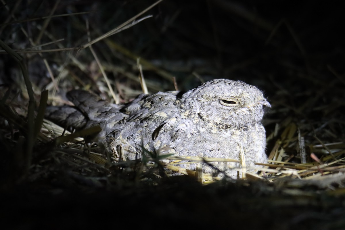 Sykes's Nightjar - ML629448540