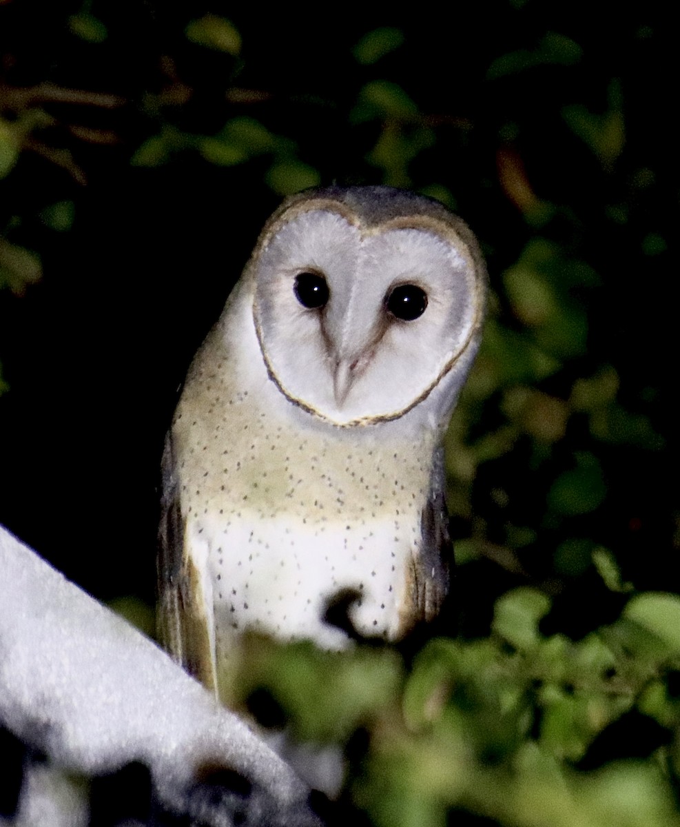 Eastern Barn Owl - ML629448849