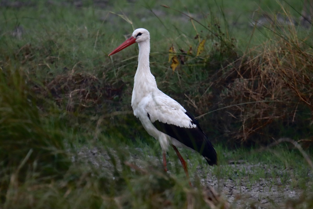 White Stork - ML629448944