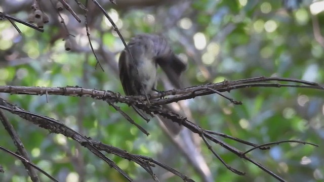 Fuscous Flycatcher - ML629448971