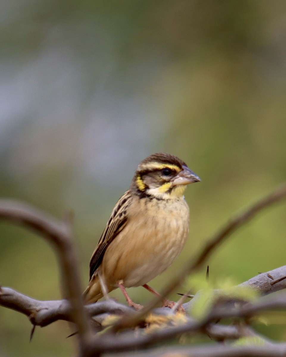 Black-breasted Weaver - ML629449110