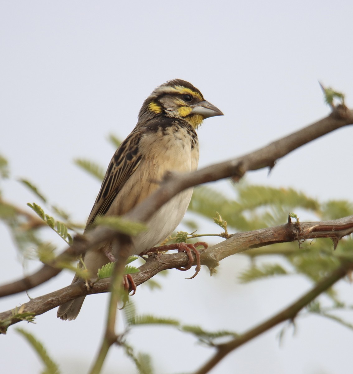 Black-breasted Weaver - ML629449111