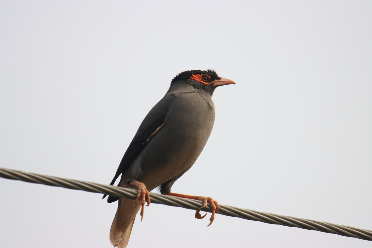 Bank Myna - ML629449123