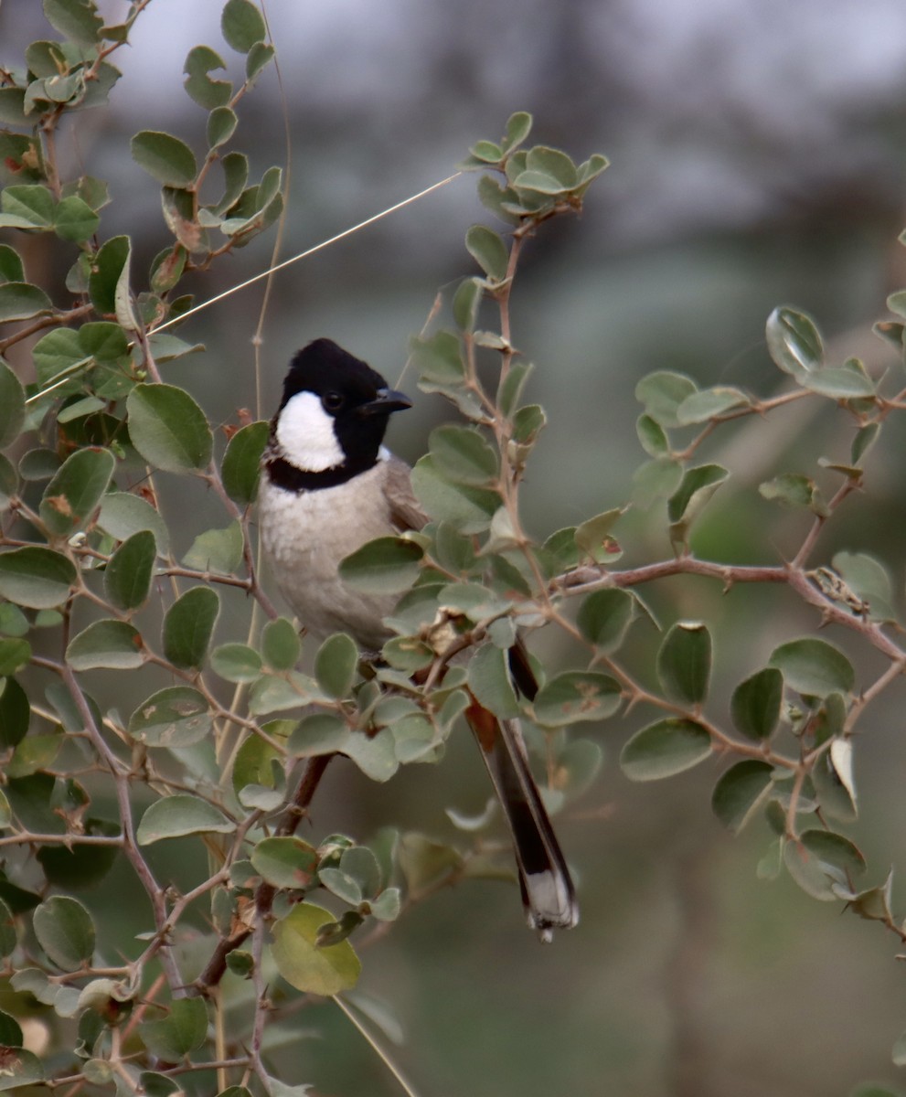 White-eared Bulbul - ML629449141