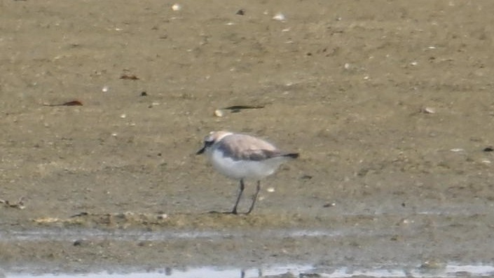 Kentish Plover (Kentish) - ML629449253