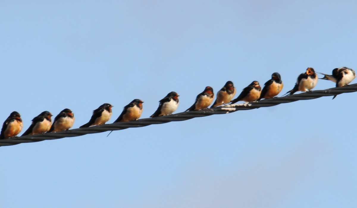 Асрын хараацай - ML629449282