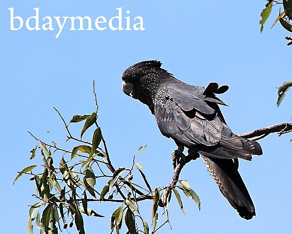 Red-tailed Black-Cockatoo - ML629449437