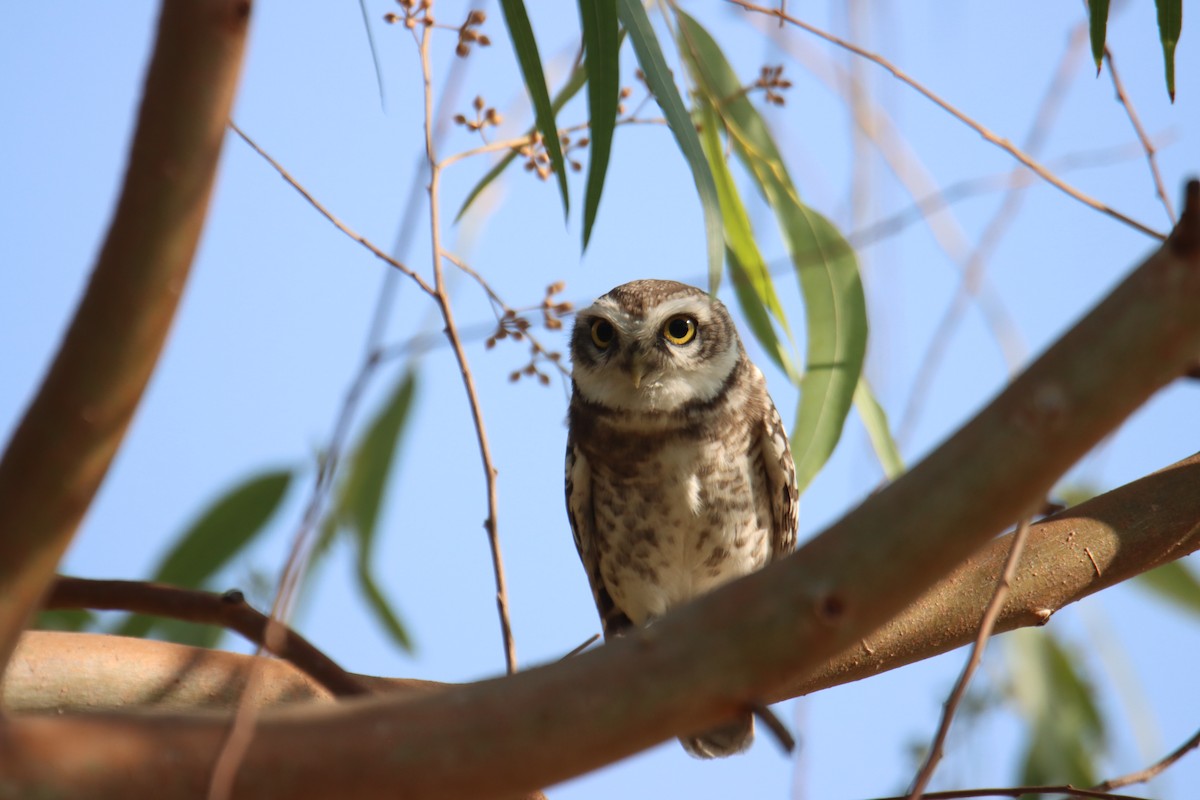 Spotted Owlet - ML629449649