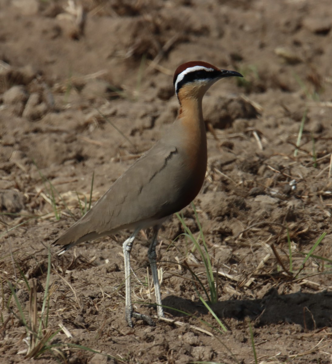 Indian Courser - ML629449921